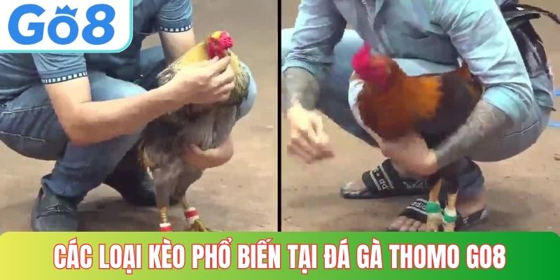 Các loại kèo phổ biến tại đá gà thomo GO8