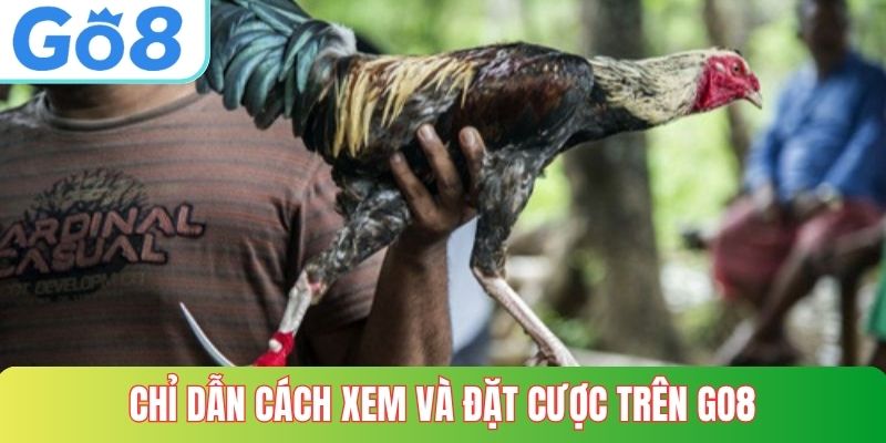 Chỉ dẫn cách xem và đặt cược trên GO8