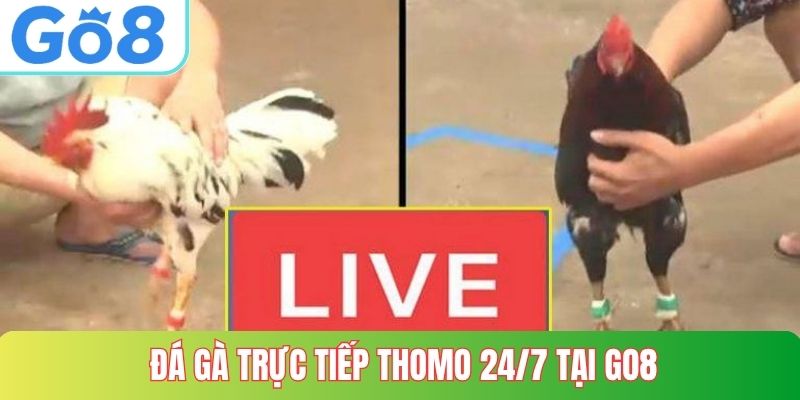 Đá Gà Trực Tiếp Thomo 24/7 tại GO8
